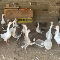 غاز و قوغاز|حیوانات مزرعه|سیمین شهر, |دیوار