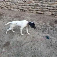 سگ شکاری ماده