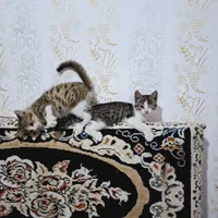 گربه خونگی مهربون و بغلی