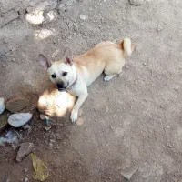 لوسی خانوم