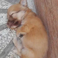 توله
