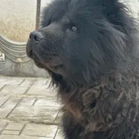 سگ چاو‌چاو بلک