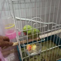 طوطی. ملنگو|پرنده|فولادشهر, مسکن مهر فولادشهر|دیوار