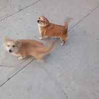 دوتا سگ|سگ|الوند, |دیوار