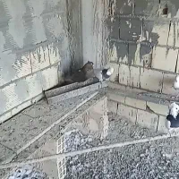 کبوتر زاغ و طوقی|پرنده|زیباشهر, |دیوار