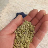 عدس برای احسانی