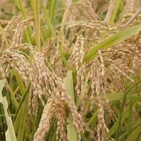 شلتوک و برنج  و دوقد لنجان و گندم بومی لنجان