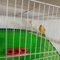 جفت قناری رو تخم جوجه رسون|پرنده|تربتحیدریه, باغ سلطانی|دیوار