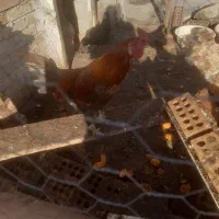 خروس ۴عدد|حیوانات مزرعه|مینودشت, |دیوار