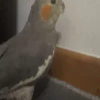 عروس هلندی گمشده