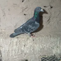 کفتر