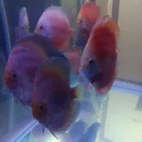 دیسکس نژاد خاص|ماهی|مشهد, هفده شهریور|دیوار