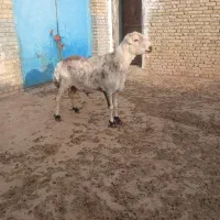 شیشک چهار دندون خال|حیوانات مزرعه|زاوه, |دیوار