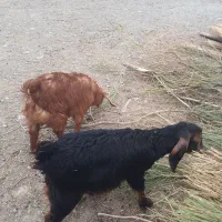 بزدوقلو|حیوانات مزرعه|نیشابور, چمبران|دیوار