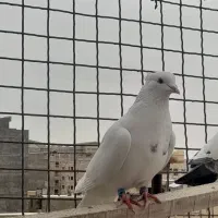 کفتر سفید کاکلی|پرنده|محمدشهر, محمدشهر|دیوار