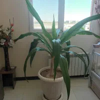 گل برگ موزی