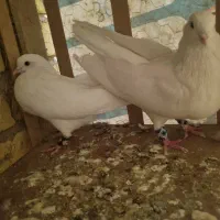 تعدادی کبوتر