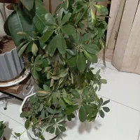 گل طبیعی و مصنوعی