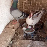 کفتر جفتگاه
