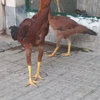 مرغ و خروس لاری