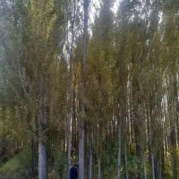 فـروش نـها.ل با مشاوره تمامی مراحل کاشت ونگهداری|خدمات باغبانی و درختکاری|سنقر, |دیوار