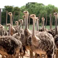 فروش جوجه۱روز۱ماه راه اندازی پرورش شترمرغ