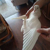 کفتر طوق ومهر