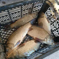 ماهی کپور فروشی