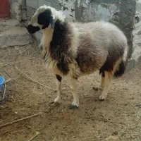 غوچ هترو دوقلو زایی