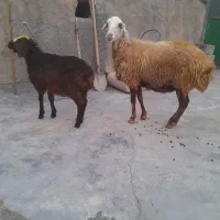 گوسفند، میش ، بره
