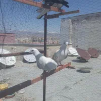 کفتر سرور و....