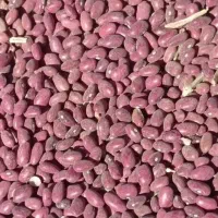 فروش لوبیا قرمز درجه یک یک
