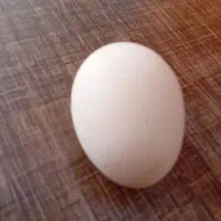 تخم مرغ محلی