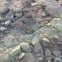 کود گوسفندی