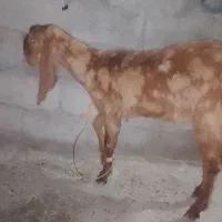 گیس گل گلی آپس ضمانت نزدیک ۲ بالا هست