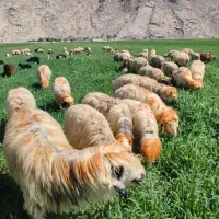 ۷۰راس گوسفند