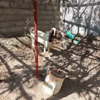 بز دورگ