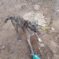 سگ افغان|سگ|مشهد, كنويست|دیوار