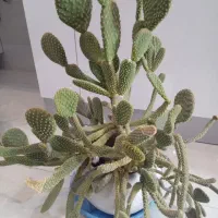 گل های  خانگی شاداب ، قیمت مناسب|گل و گیاه طبیعی|خوی, |دیوار