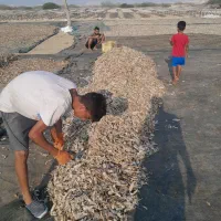 نیازمند نیرو اتباع وجاشو