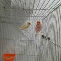 قناری موزاییکی