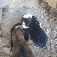 ماده هاسکی با توله|سگ|اراک, |دیوار