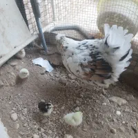 فروش جوجه مرغ گلین