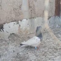 کله سبز|پرنده|الوند, |دیوار