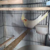 عروس هلندی دوکت و مولد و معاوضه|پرنده|رشت, حومه رشت|دیوار