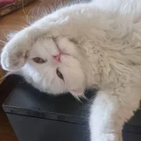 گربه پرشین ماده و نر شناسنامه دار