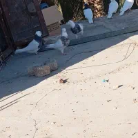 کبوتر|پرنده|نرماشیر, |دیوار