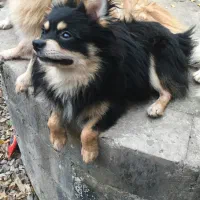 پامر روباهی بلک ان تن  رنگ کمیاب نر|سگ|رشت, حومه رشت|دیوار