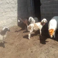 بره|حیوانات مزرعه|جهرم, |دیوار