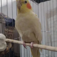 عروس هلندی|پرنده|کبودرآهنگ, |دیوار